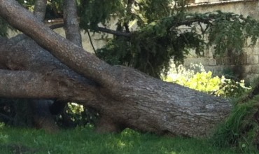 Un imponente cedro del libano della villa comunale sradicato dal vento